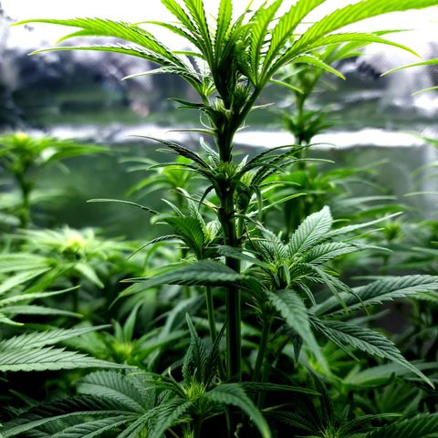 Granddaddy Purple growlog timeline photo