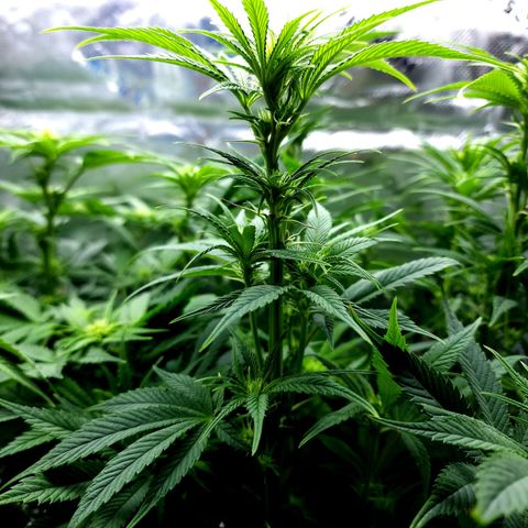 Granddaddy Purple growlog timeline photo