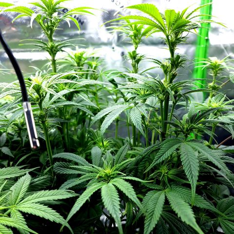 Granddaddy Purple growlog timeline photo