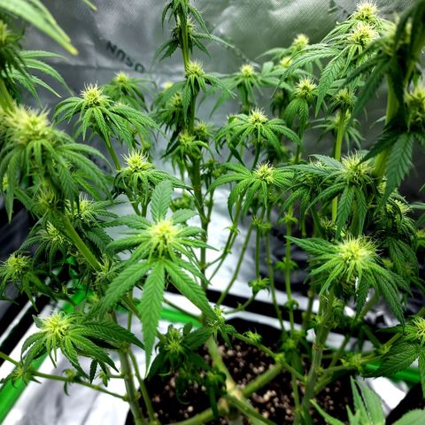 Bubba Kush growlog timeline photo