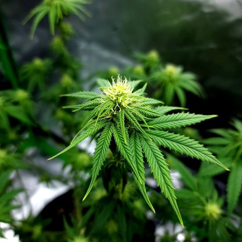 Bubba Kush growlog timeline photo