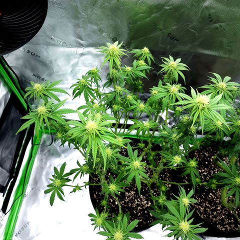 Bubba Kush growlog timeline photo