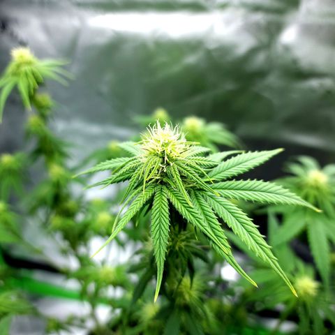 Bubba Kush growlog timeline photo