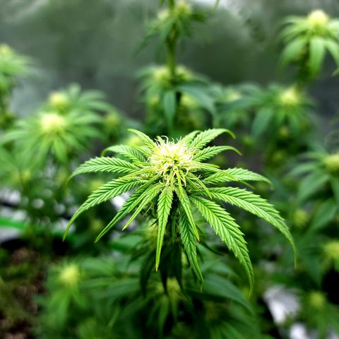 Granddaddy Purple growlog timeline photo