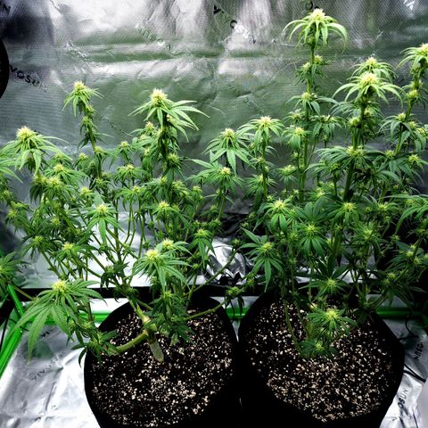 Granddaddy Purple growlog timeline photo