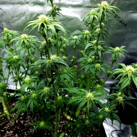 Granddaddy Purple growlog timeline photo