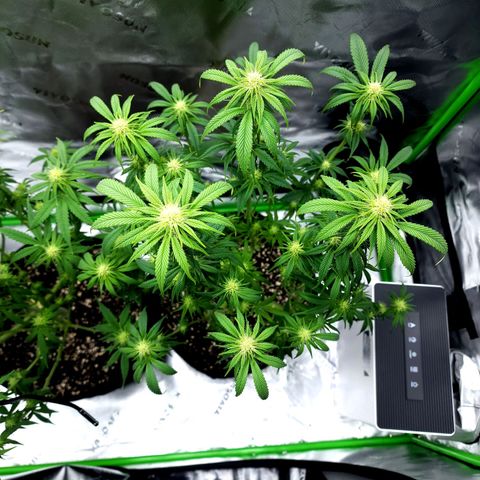 Granddaddy Purple growlog timeline photo