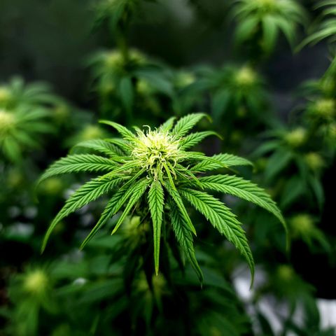 Granddaddy Purple growlog timeline photo
