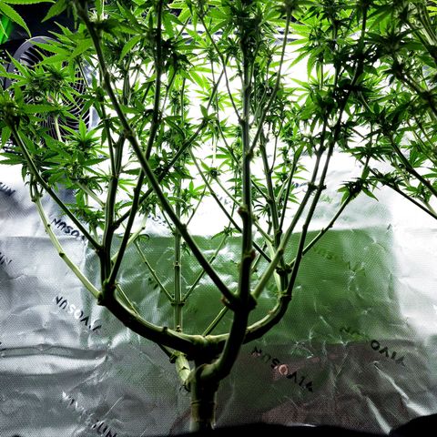 Bubba Kush growlog timeline photo