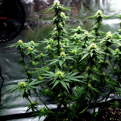 Bubba Kush growlog timeline photo