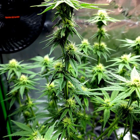 Bubba Kush growlog timeline photo
