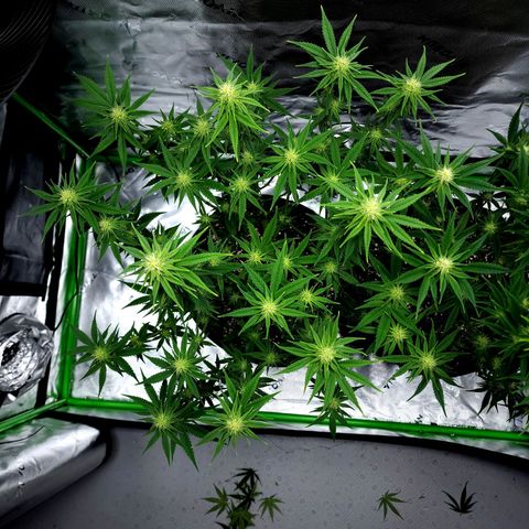 Bubba Kush growlog timeline photo