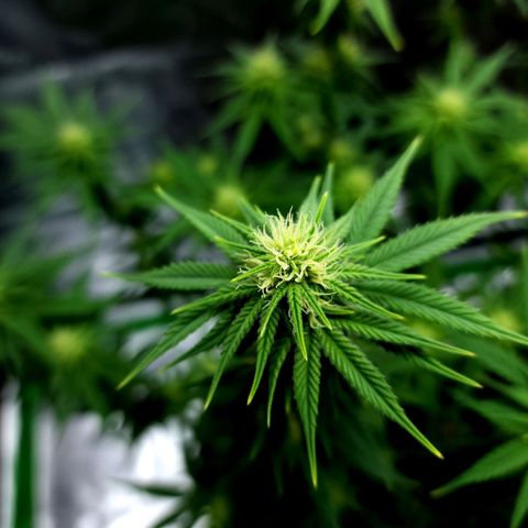 Bubba Kush growlog timeline photo