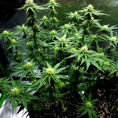 Bubba Kush growlog timeline photo