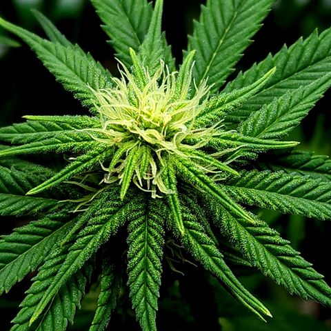 Bubba Kush growlog timeline photo