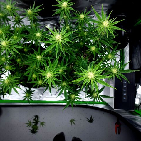 Granddaddy Purple growlog timeline photo
