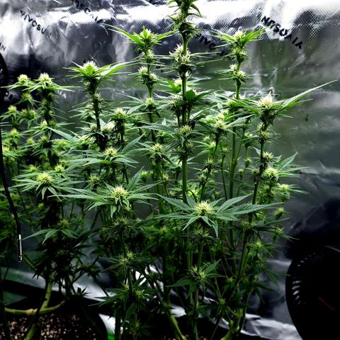 Granddaddy Purple growlog timeline photo