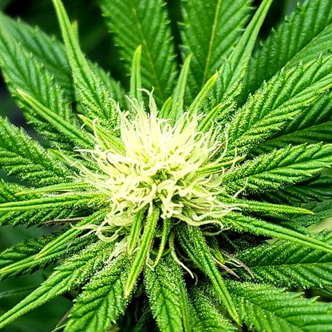 Granddaddy Purple growlog timeline photo
