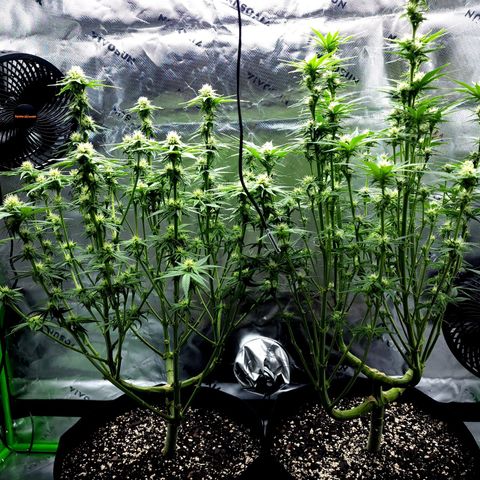 Granddaddy Purple growlog timeline photo