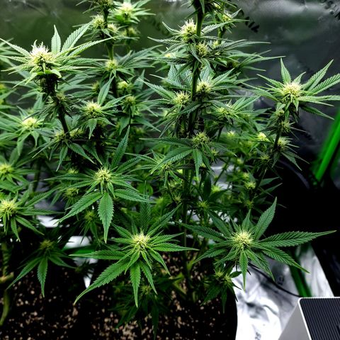 Granddaddy Purple growlog timeline photo
