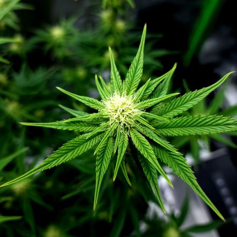 Granddaddy Purple growlog timeline photo