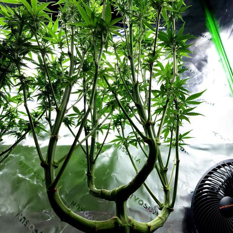 Granddaddy Purple growlog timeline photo