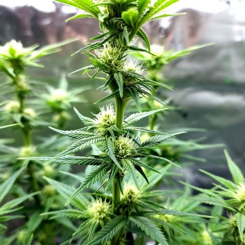 Granddaddy Purple growlog timeline photo