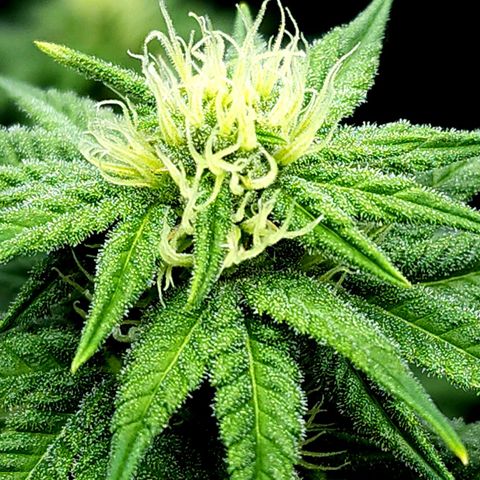 Bubba Kush growlog timeline photo