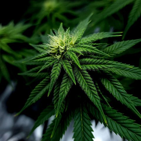 Bubba Kush growlog timeline photo