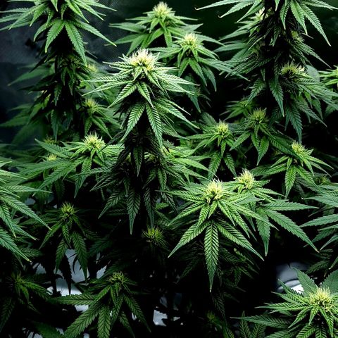 Bubba Kush growlog timeline photo