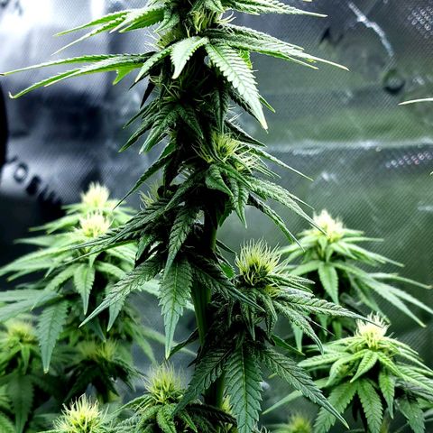 Bubba Kush growlog timeline photo