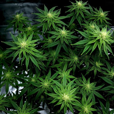 Bubba Kush growlog timeline photo