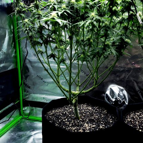 Bubba Kush growlog timeline photo