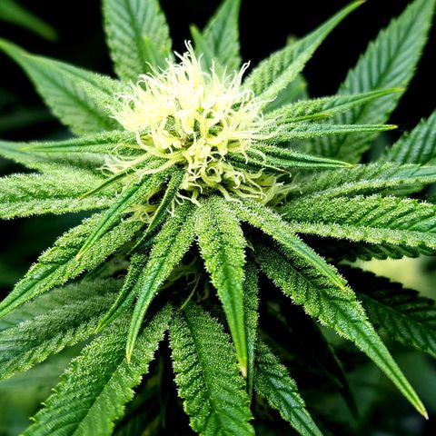 Granddaddy Purple growlog timeline photo