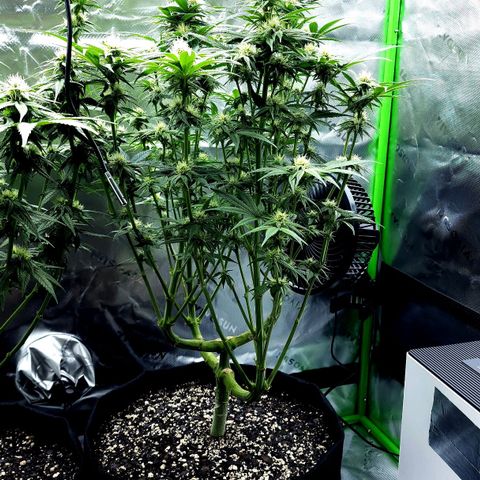 Granddaddy Purple growlog timeline photo