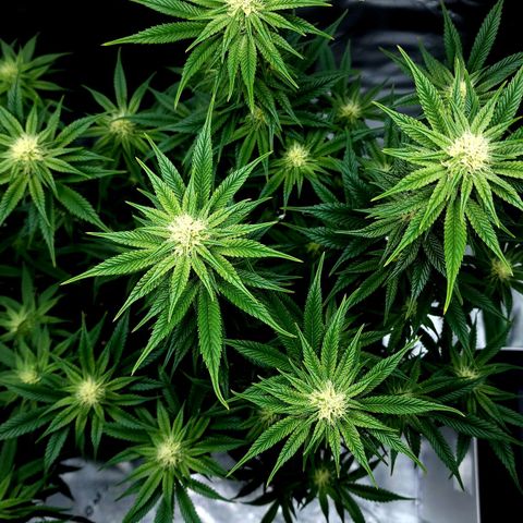 Granddaddy Purple growlog timeline photo