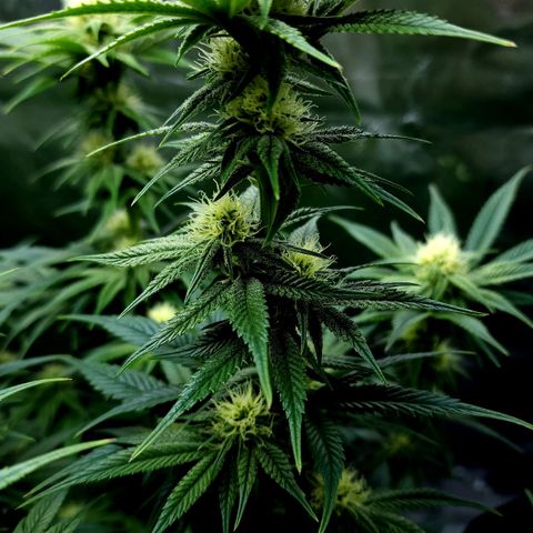 Granddaddy Purple growlog timeline photo