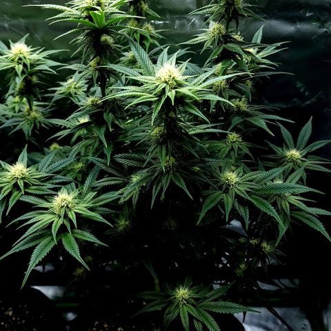 Granddaddy Purple growlog timeline photo