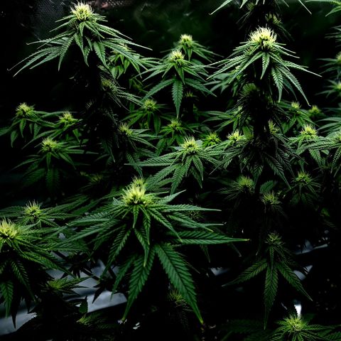 Bubba Kush growlog timeline photo