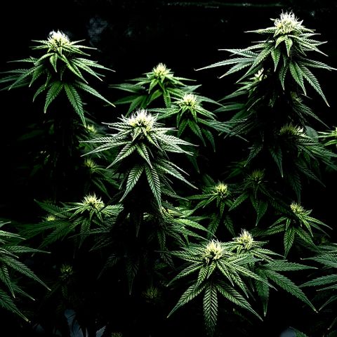 Granddaddy Purple growlog timeline photo