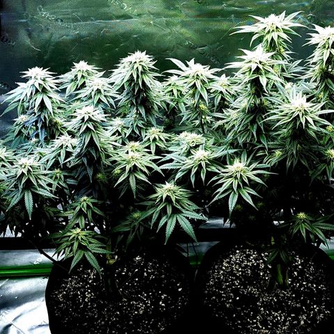 Bubba Kush growlog timeline photo