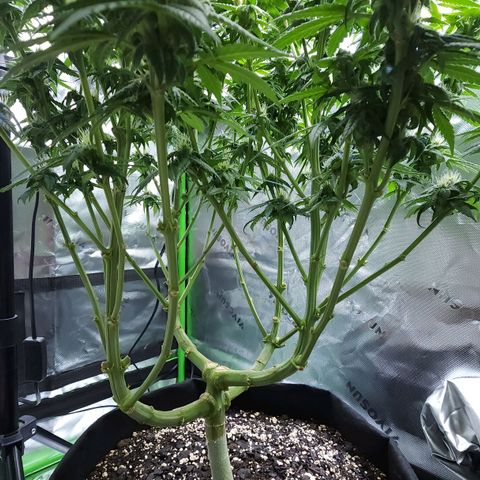 Bubba Kush growlog timeline photo