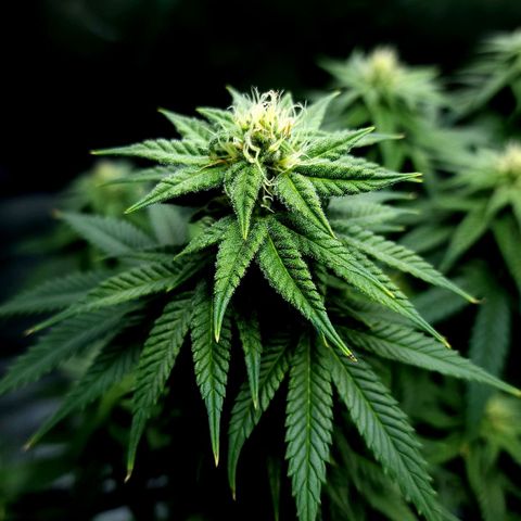 Bubba Kush growlog timeline photo