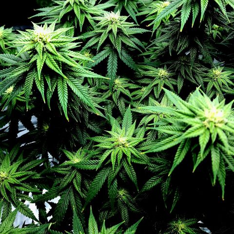Bubba Kush growlog timeline photo