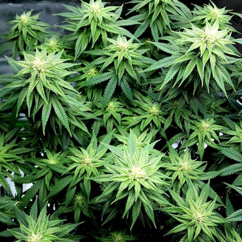 Bubba Kush growlog timeline photo