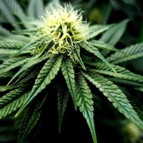 Granddaddy Purple growlog timeline photo