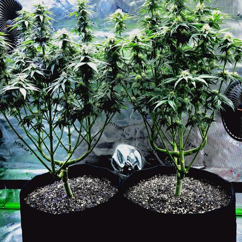 Granddaddy Purple growlog timeline photo