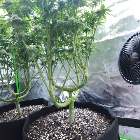 Granddaddy Purple growlog timeline photo