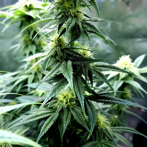 Granddaddy Purple growlog timeline photo