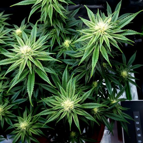 Granddaddy Purple growlog timeline photo